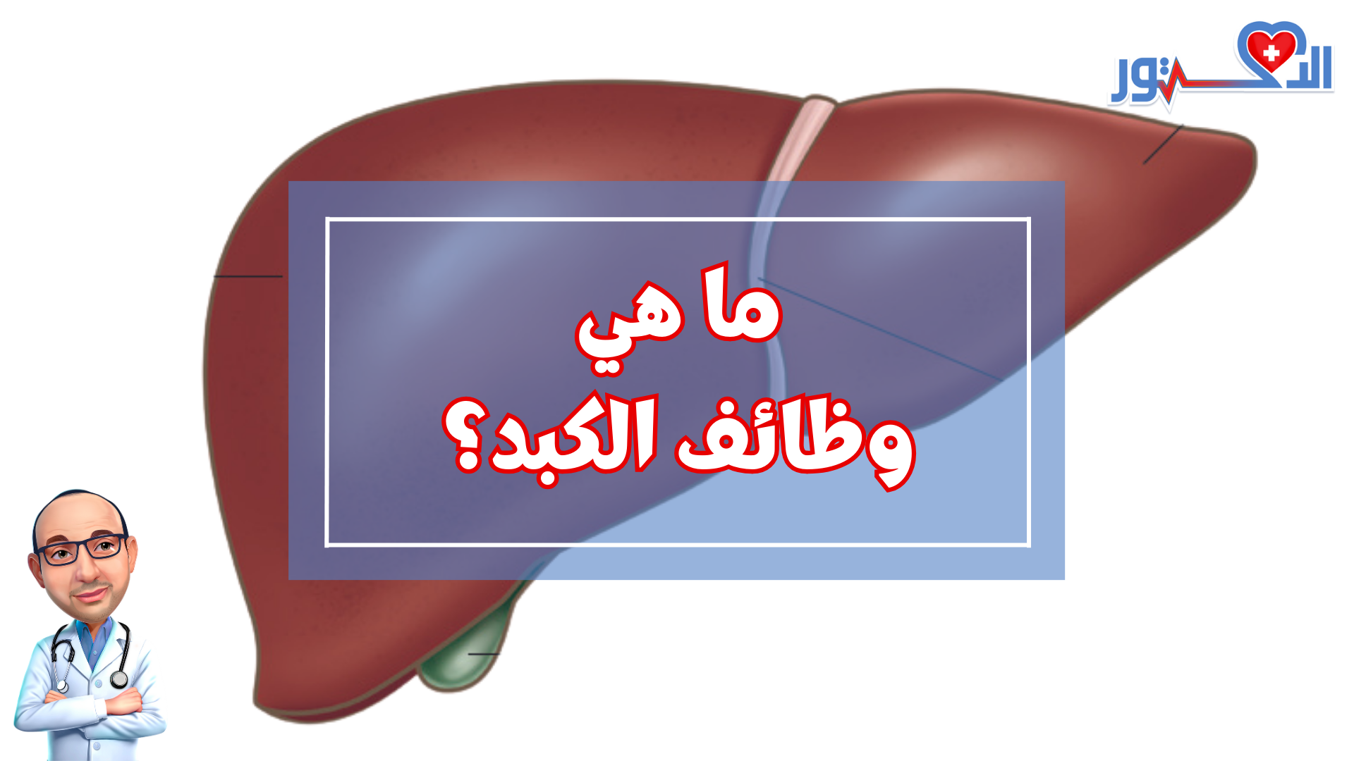 ما هي وظائف الكبد؟